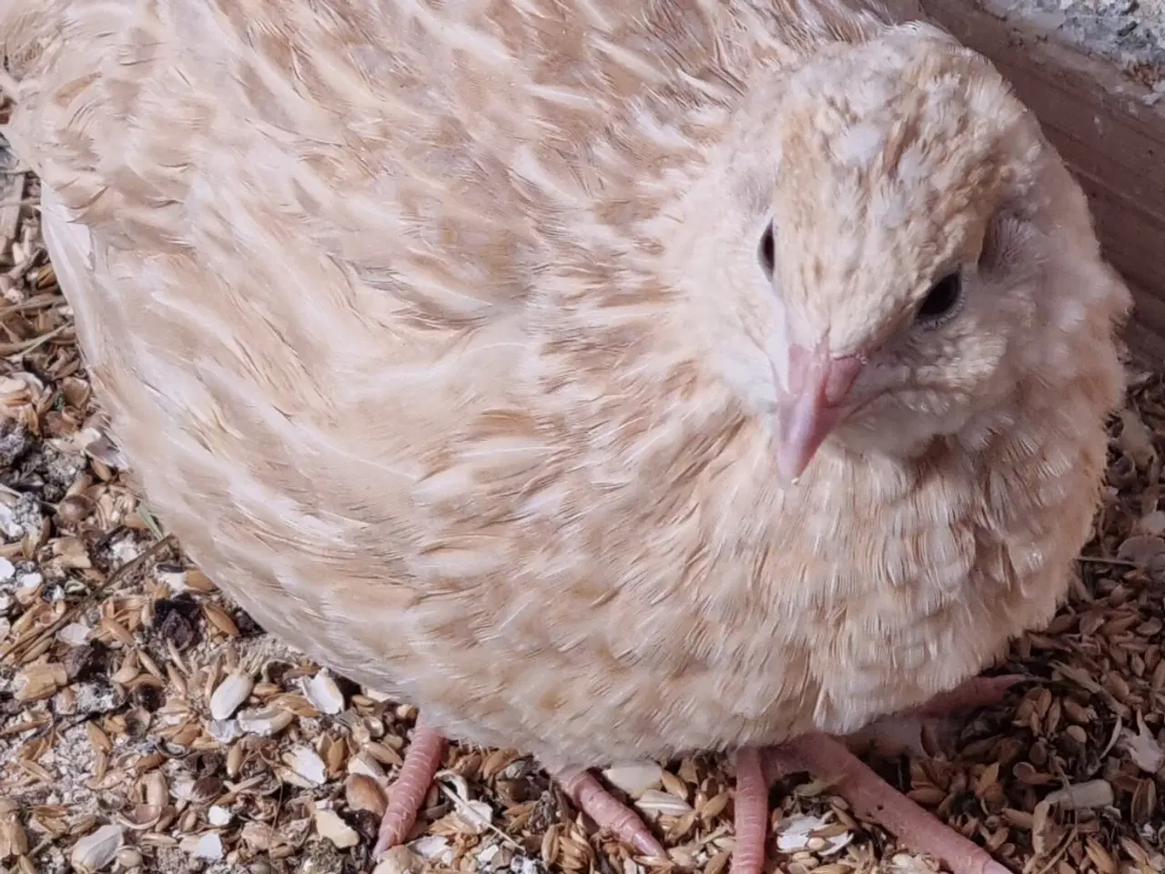 Billede 9 - Jumbo Vagtler