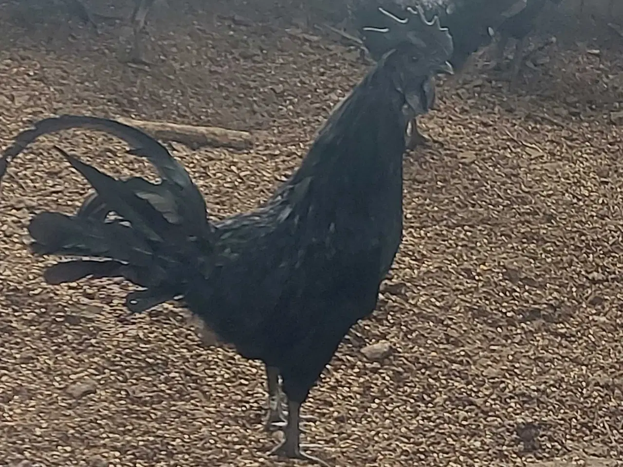 Billede 3 - Ayam Cemani æg