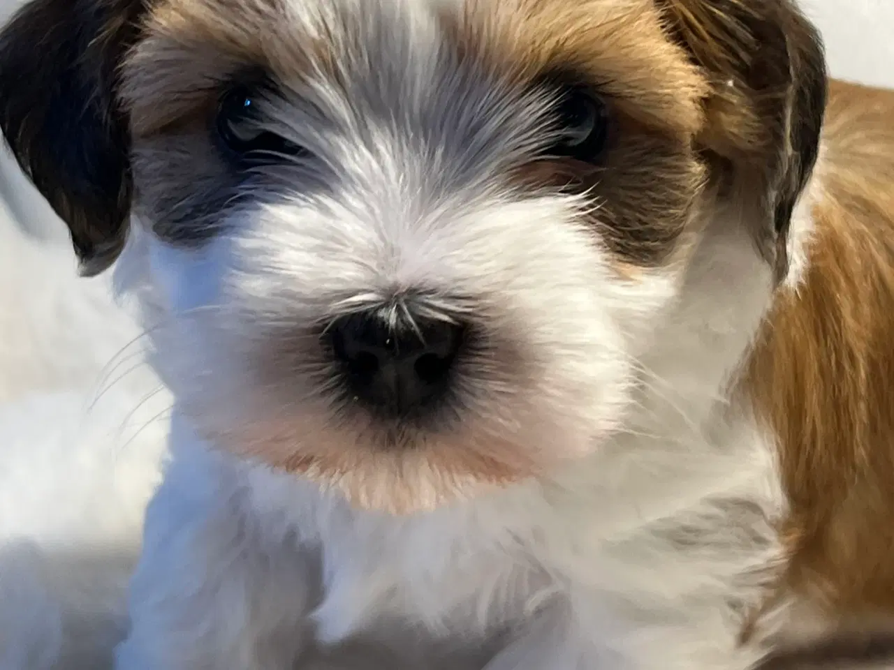 Billede 7 - 💙Skal Ditlev være din 💙