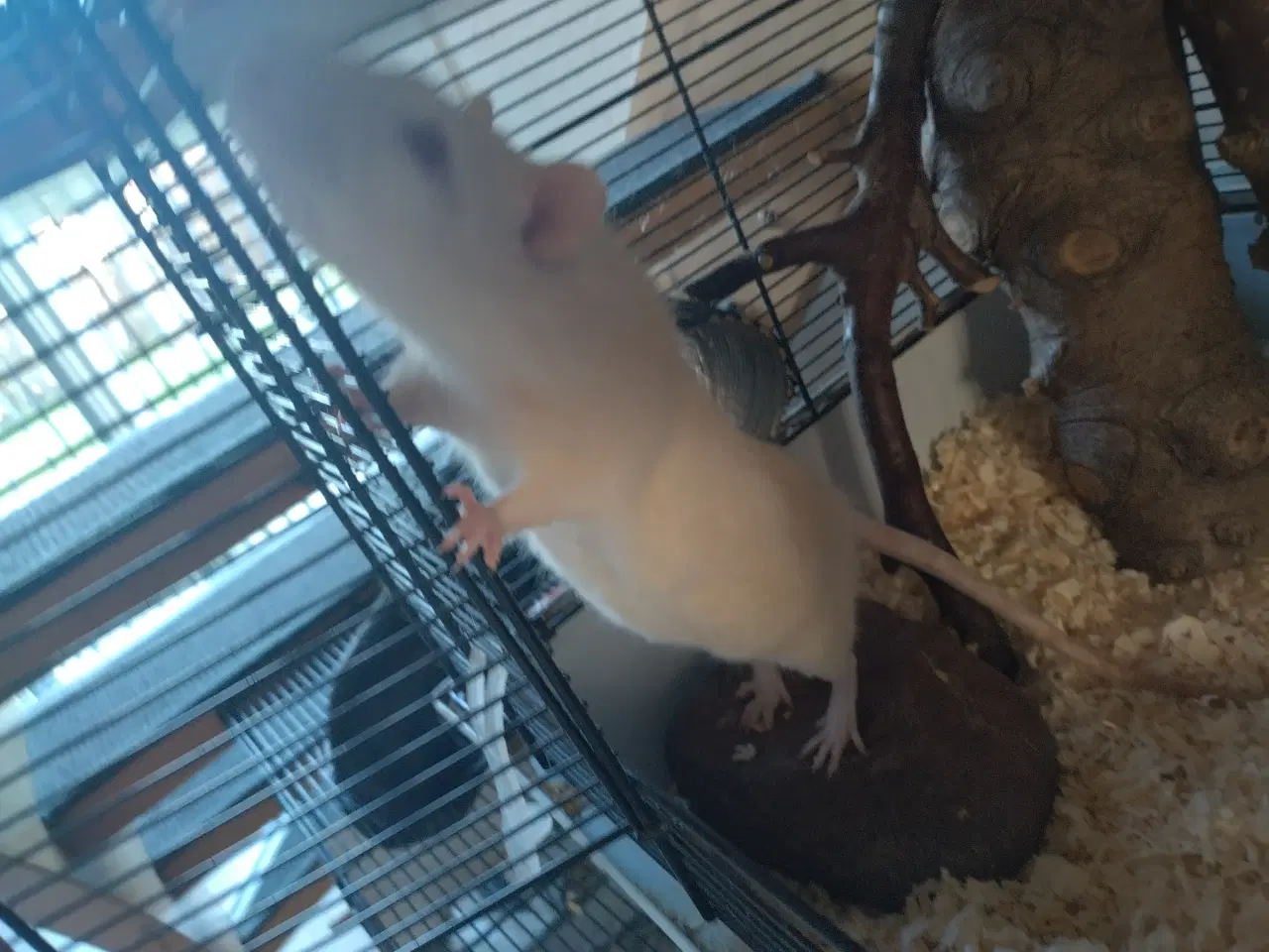 Billede 4 - Tamrotter (4 Drenge),(2 Piger)