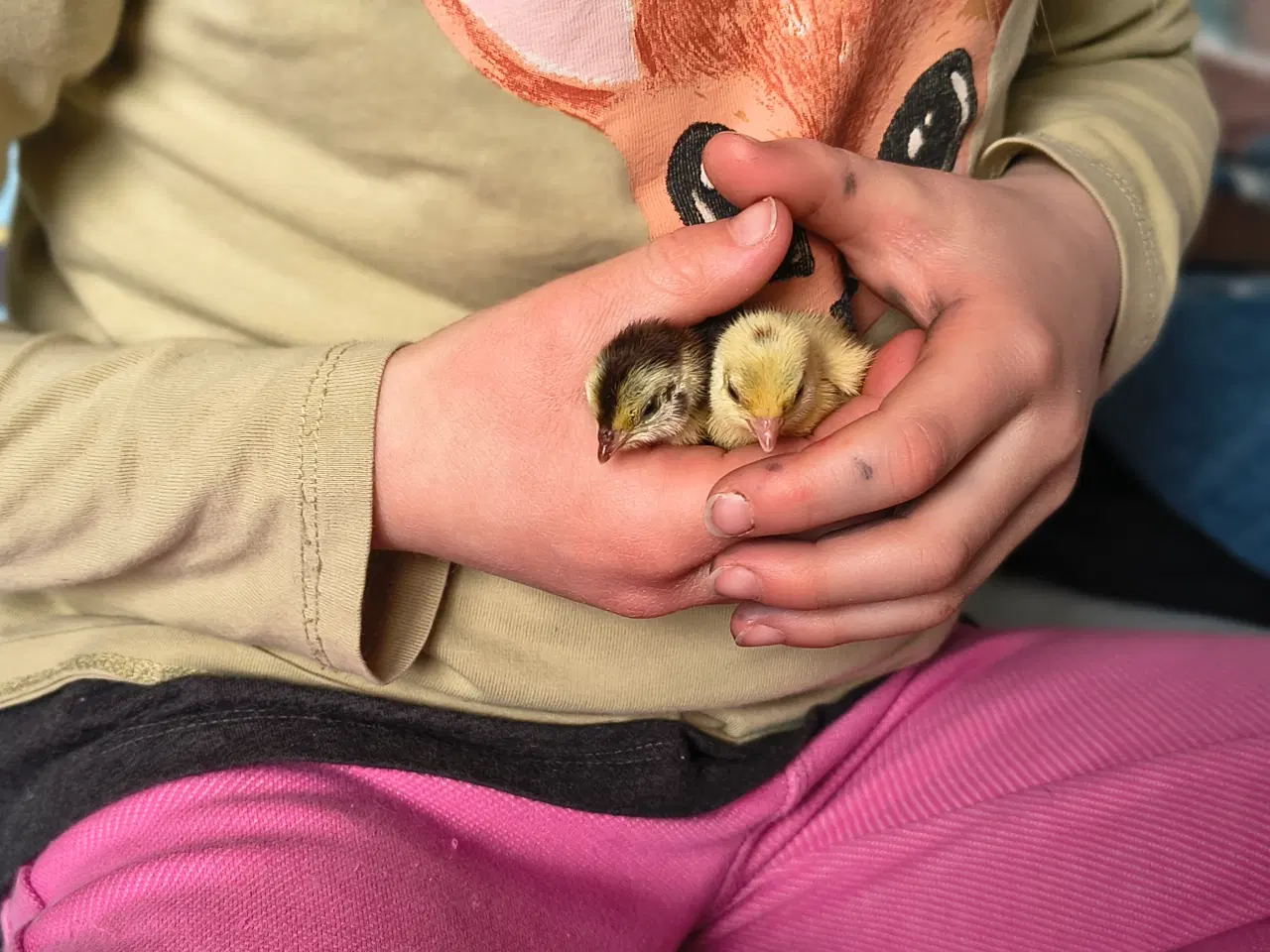 Billede 3 - Daggamle vagtelkyllinger klækket fredag den 10/4