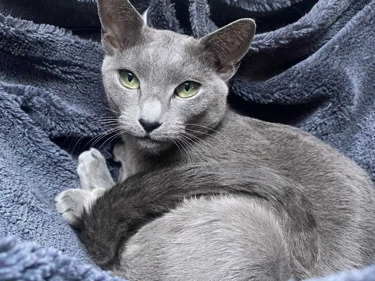 Billede 8 - Russian blue pige