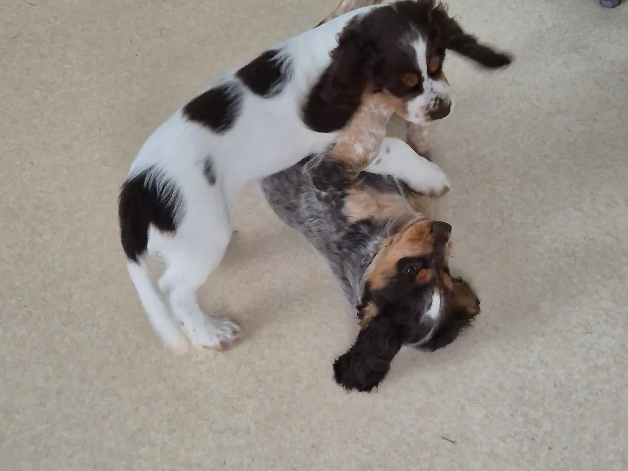 Billede 12 - Ft cocker spaniel 