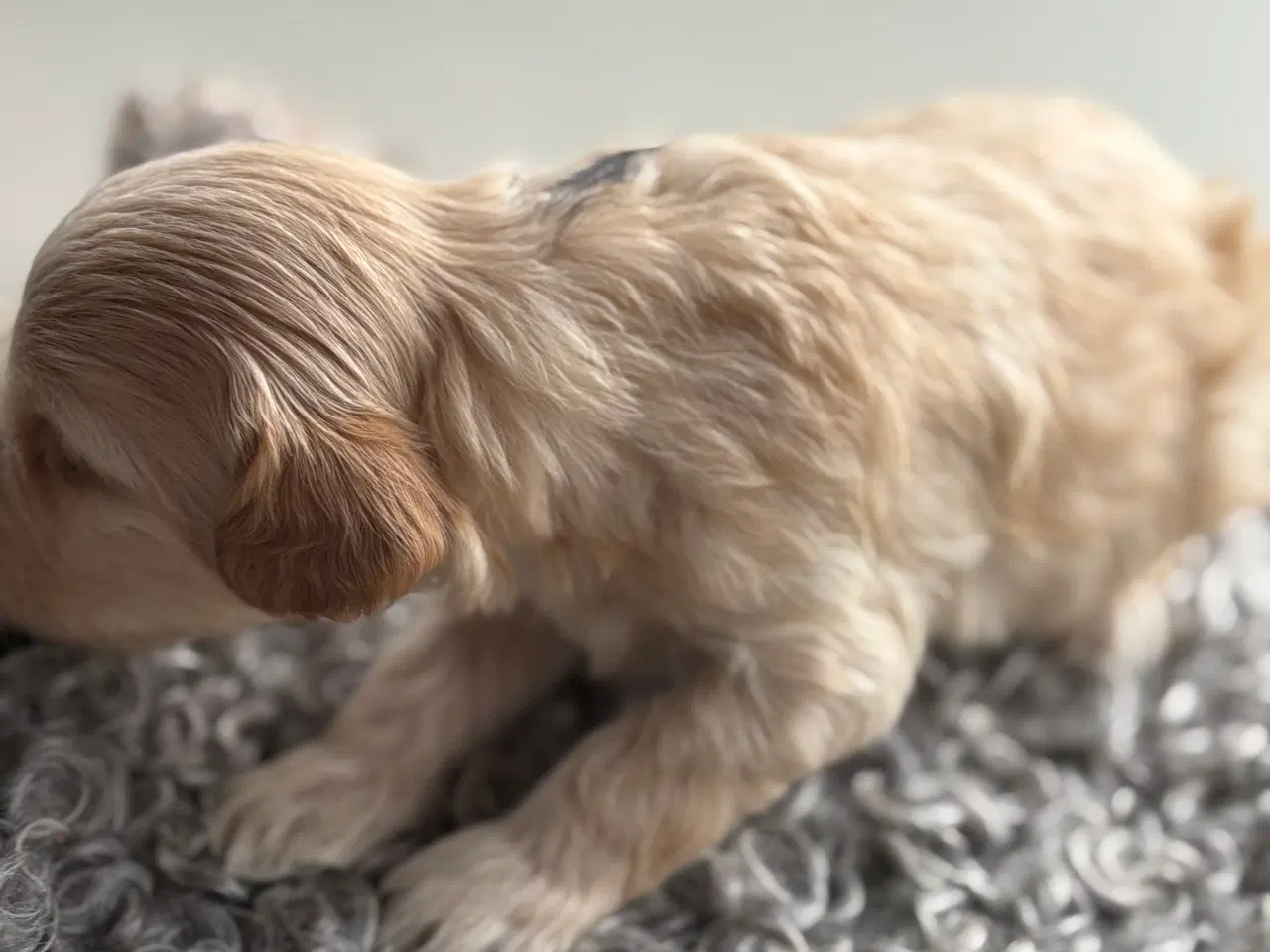 Billede 19 - Toy Cockapoo Doodle / Labradoodle
