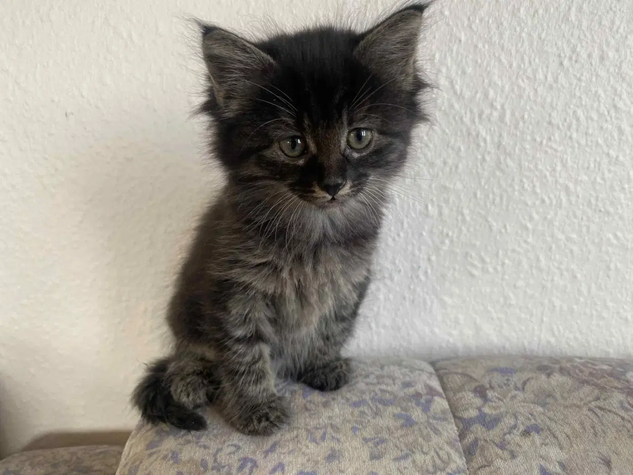 Billede 5 - Maine moon bl.a. med huskat