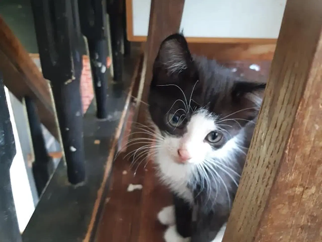 Billede 3 - Skønne killinger m Maine Coon