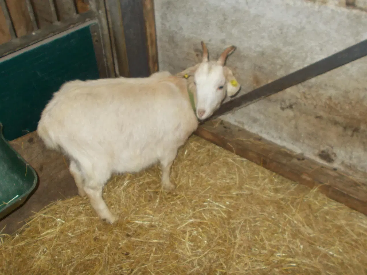 Billede 5 - dværggeder