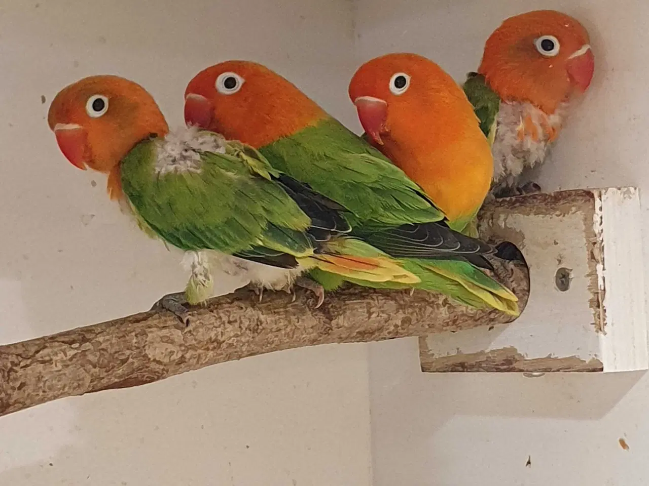 Billede 2 - Dværgpapegøje Grøn Opaline 