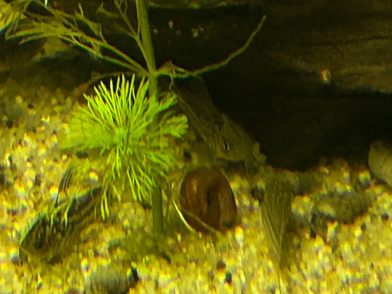 Billede 4 - 🐠✨ Nannus pansermaller – Fredelige bundfisk 