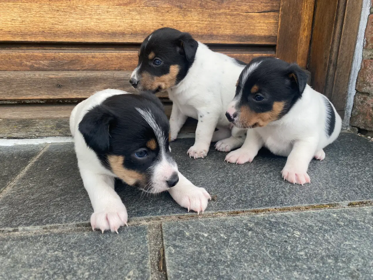 Billede 2 - Dansk-svensk gårdhund