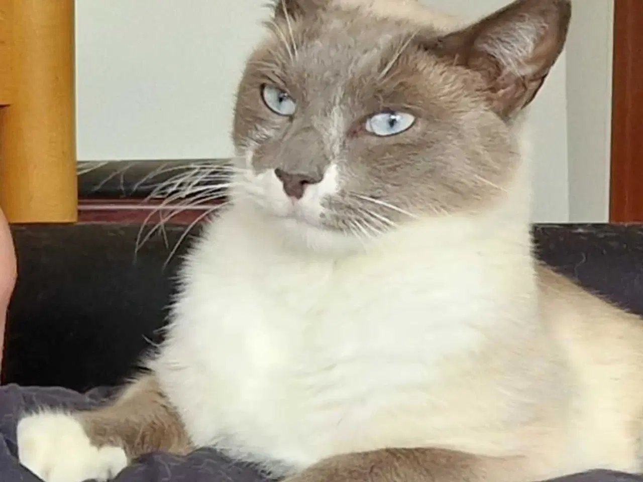 Billede 3 - Ragdoll / Hellig Birma / blanding