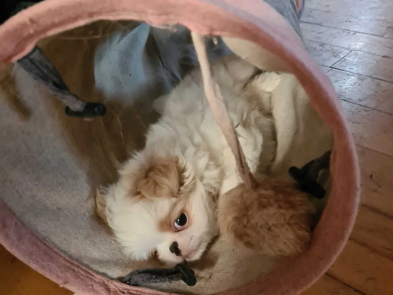 Billede 4 - Japanese chin 