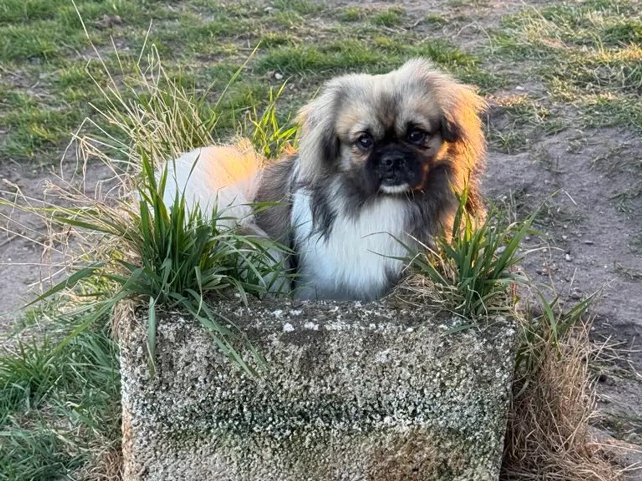 Billede 2 - Tibetansk Spaniel hjerteven 