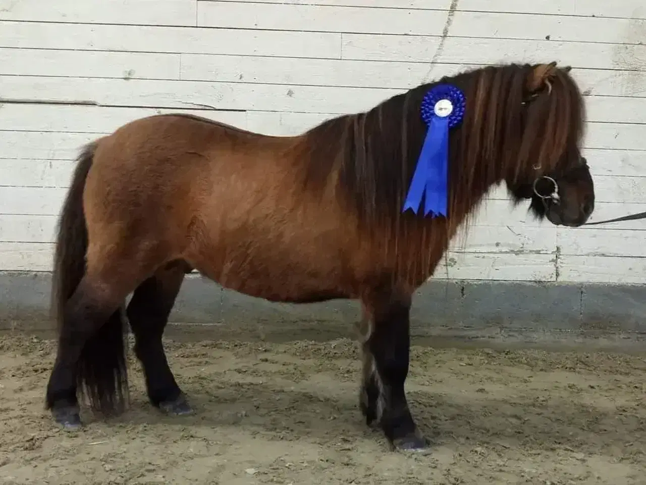 Billede 4 - Kåret Shetlandspony Avlshingst. 