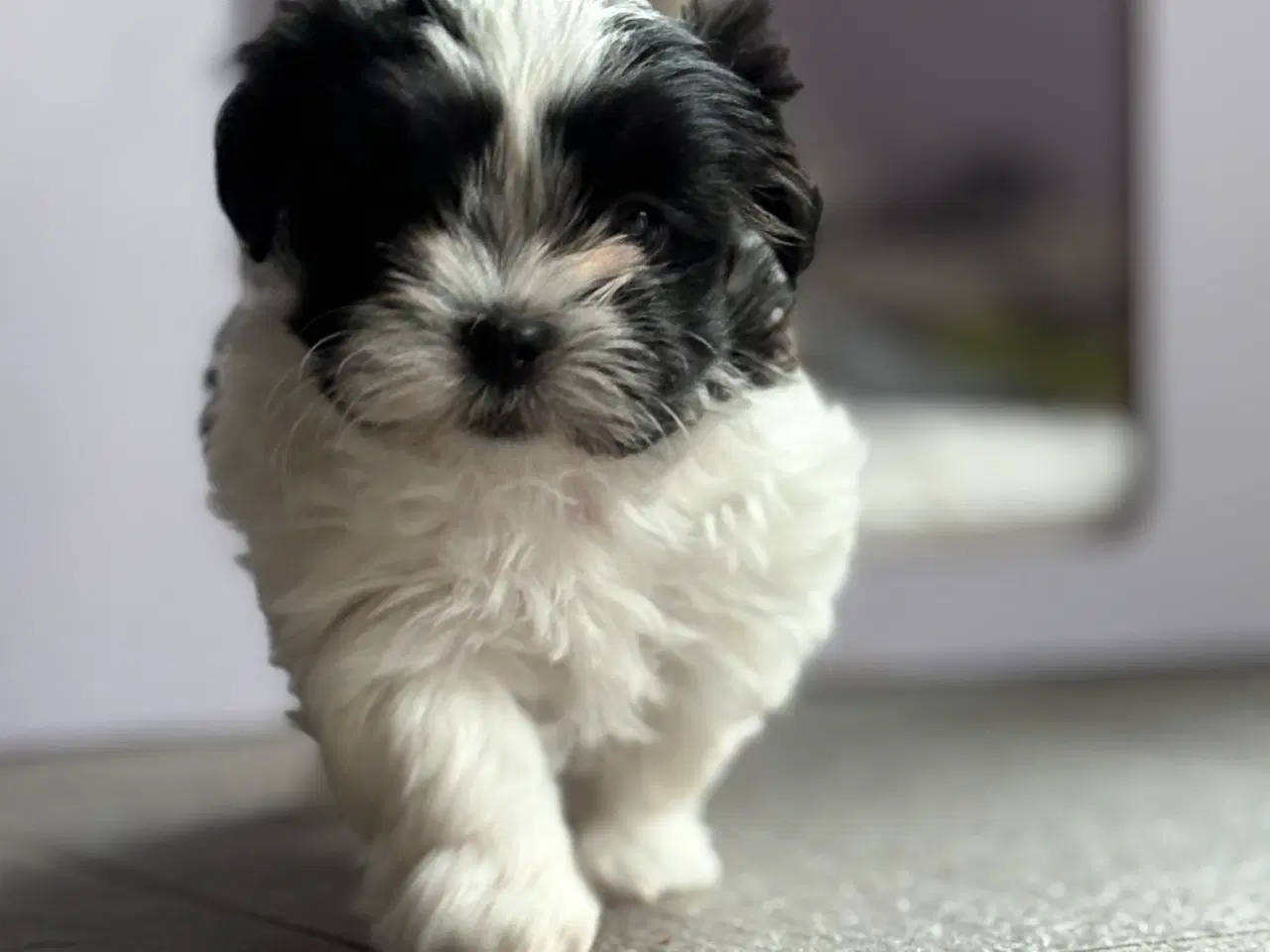 Billede 2 - Fin lille Boomer tæve shih tzu/malteser