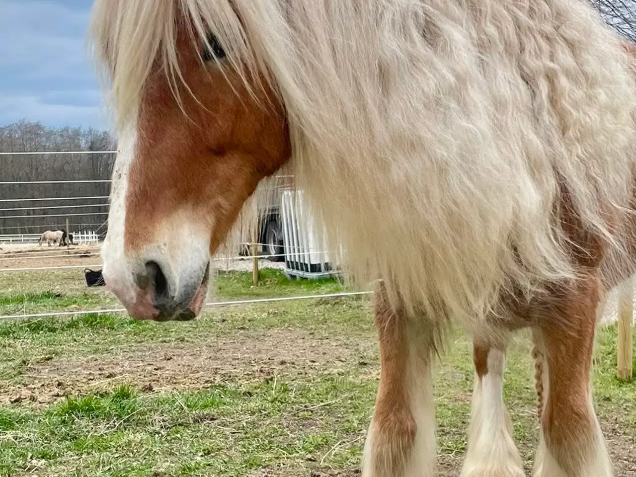 Billede 1 - 2 års skøn Tinker vallak, Satin’s Bølle Bob