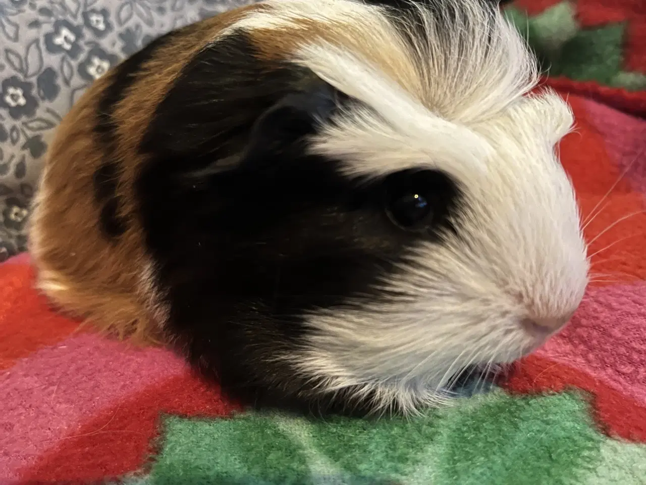 Billede 1 - Marsvin, han