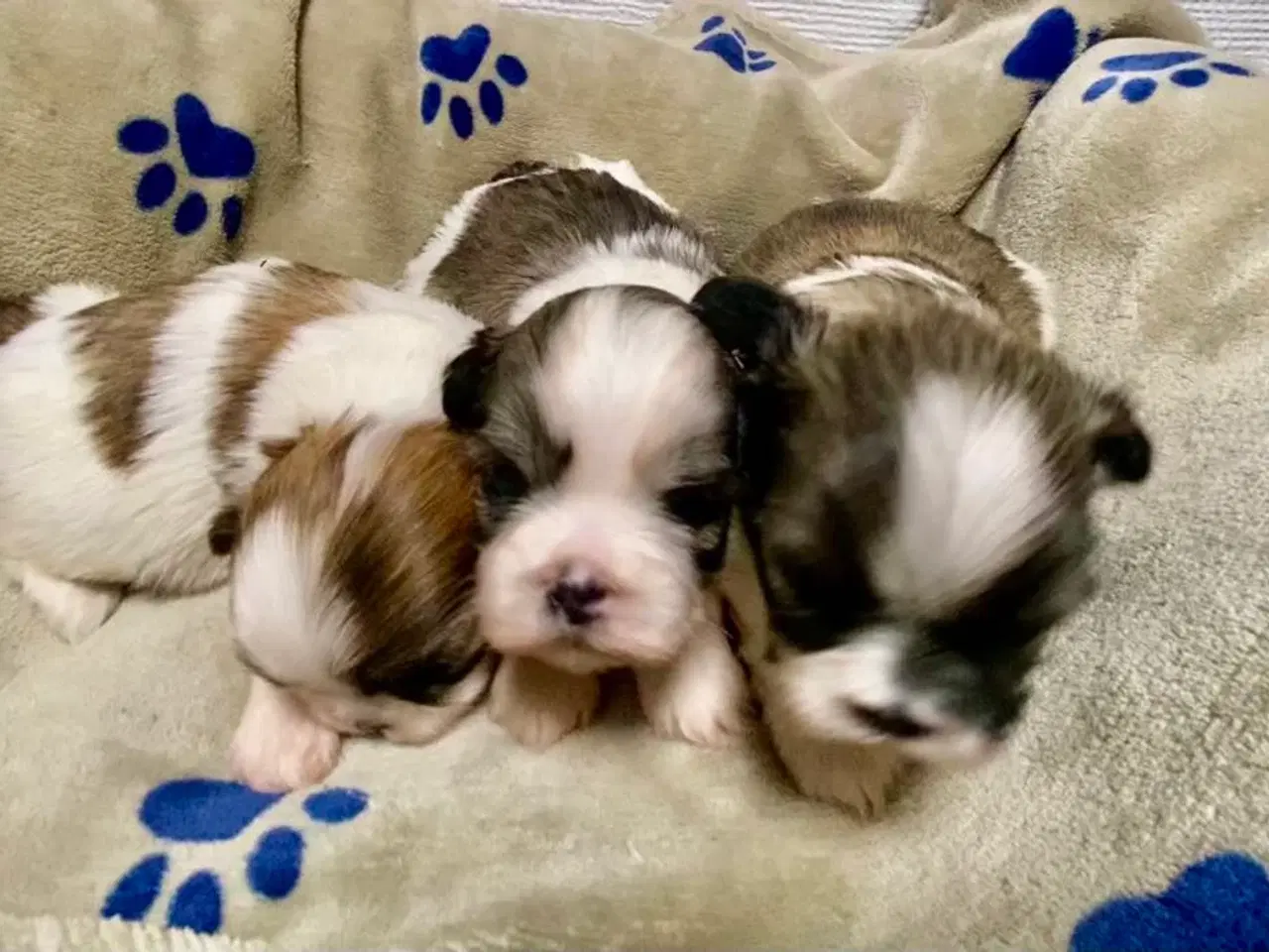 Billede 8 - Små allergivenlige og ikke fældende hundehvalpe