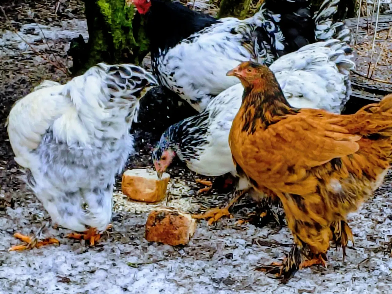 Billede 1 - Brahma høns/Haner