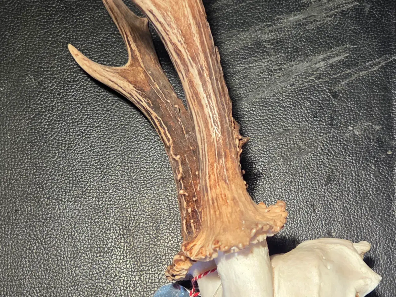 Billede 3 - Bukkeopsats med emblem. 