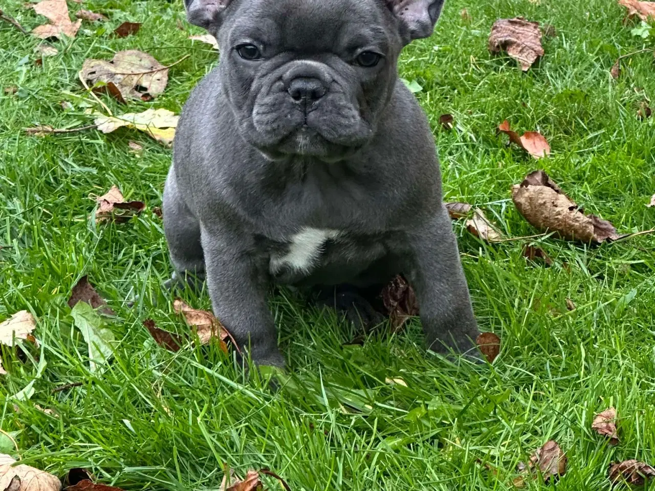 Billede 7 - Fransk bulldog brindle/ blå