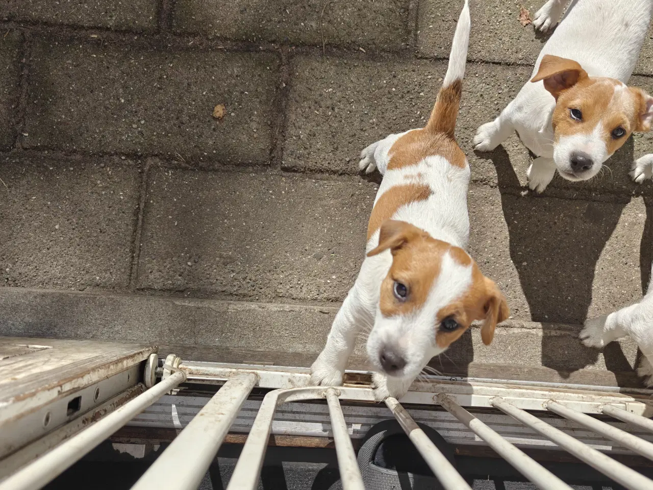 Billede 5 - Lækker Jack Russell Terrier hvalpe