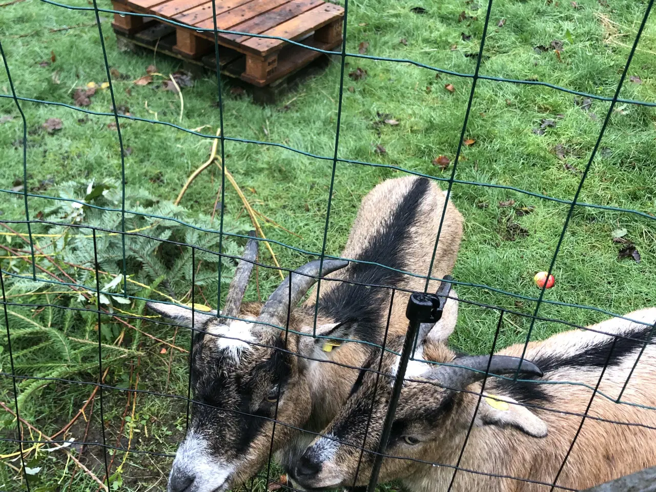 Billede 1 - Ønskes dværg buk 