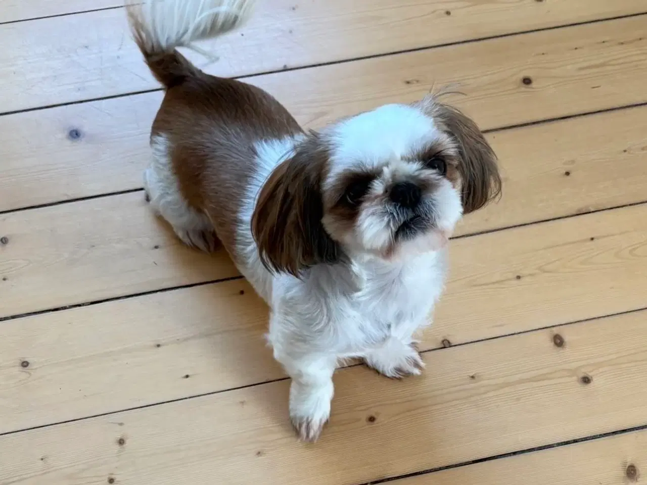 Billede 2 - Ægte Shih Tzu tæve