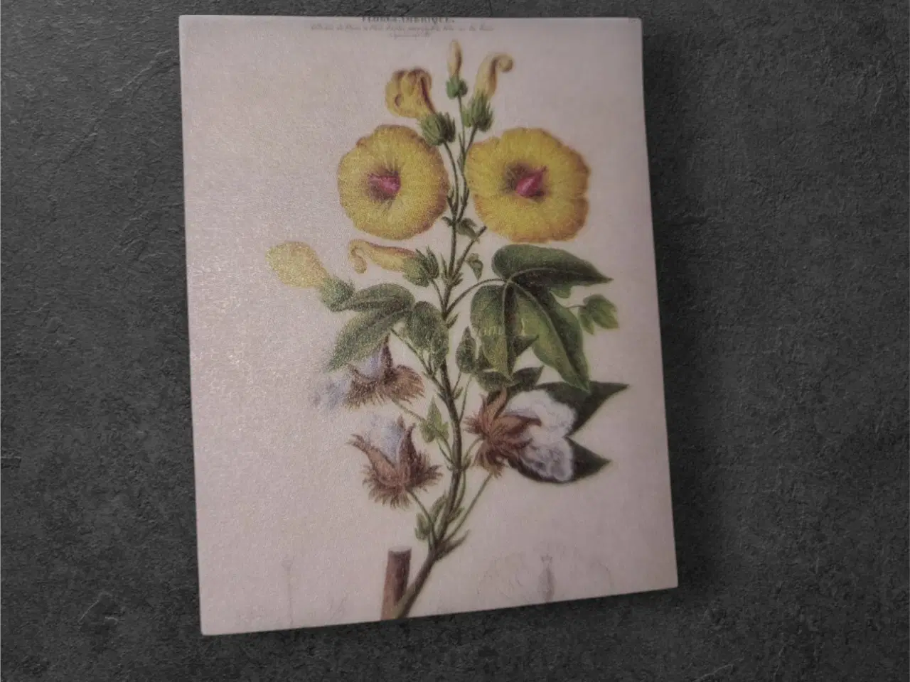 Billede 1 - Botanisk mini-tryk: Bomuldsplante i flor