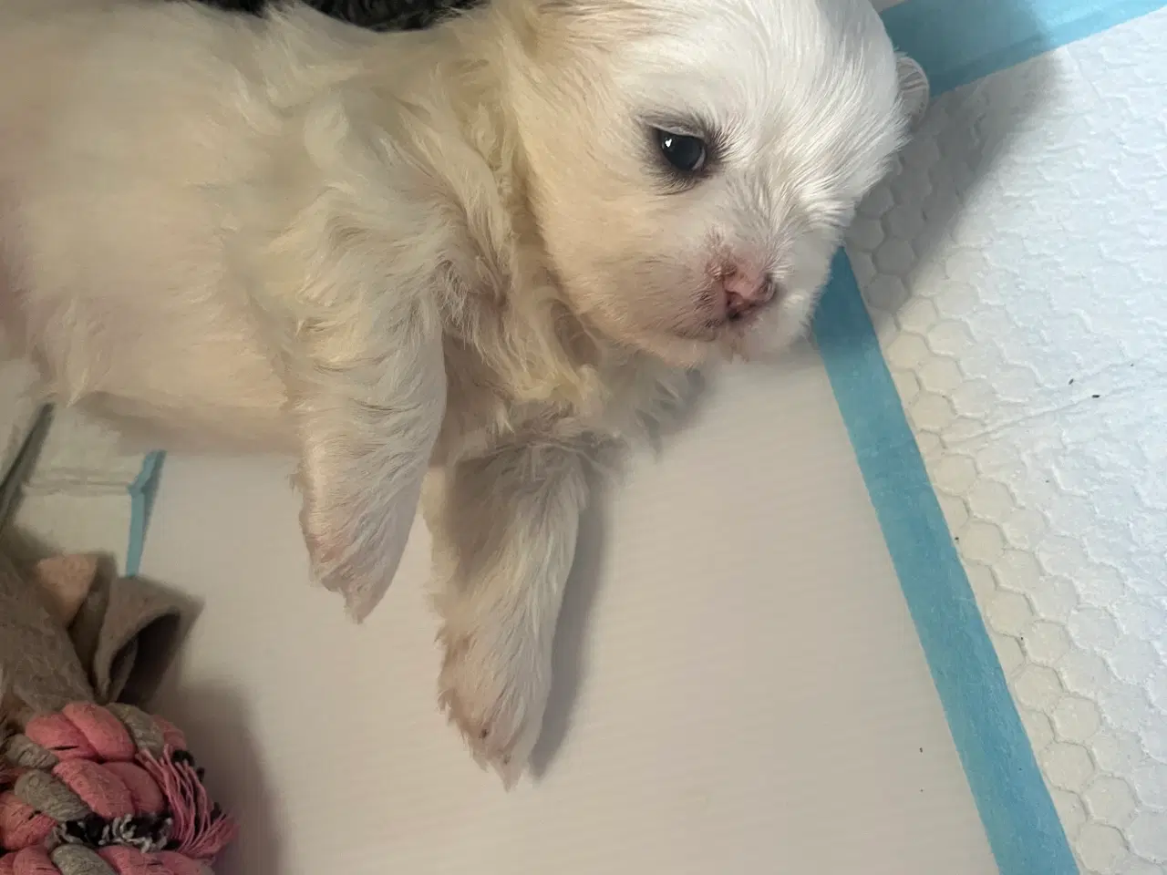 Billede 8 - Shih tzu hvalpe