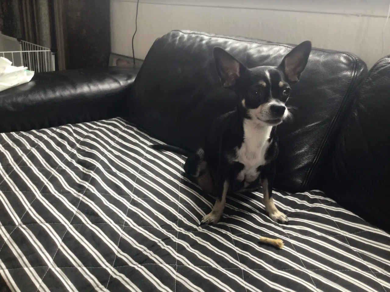 Billede 14 - Chihuahua hvalpe til salg