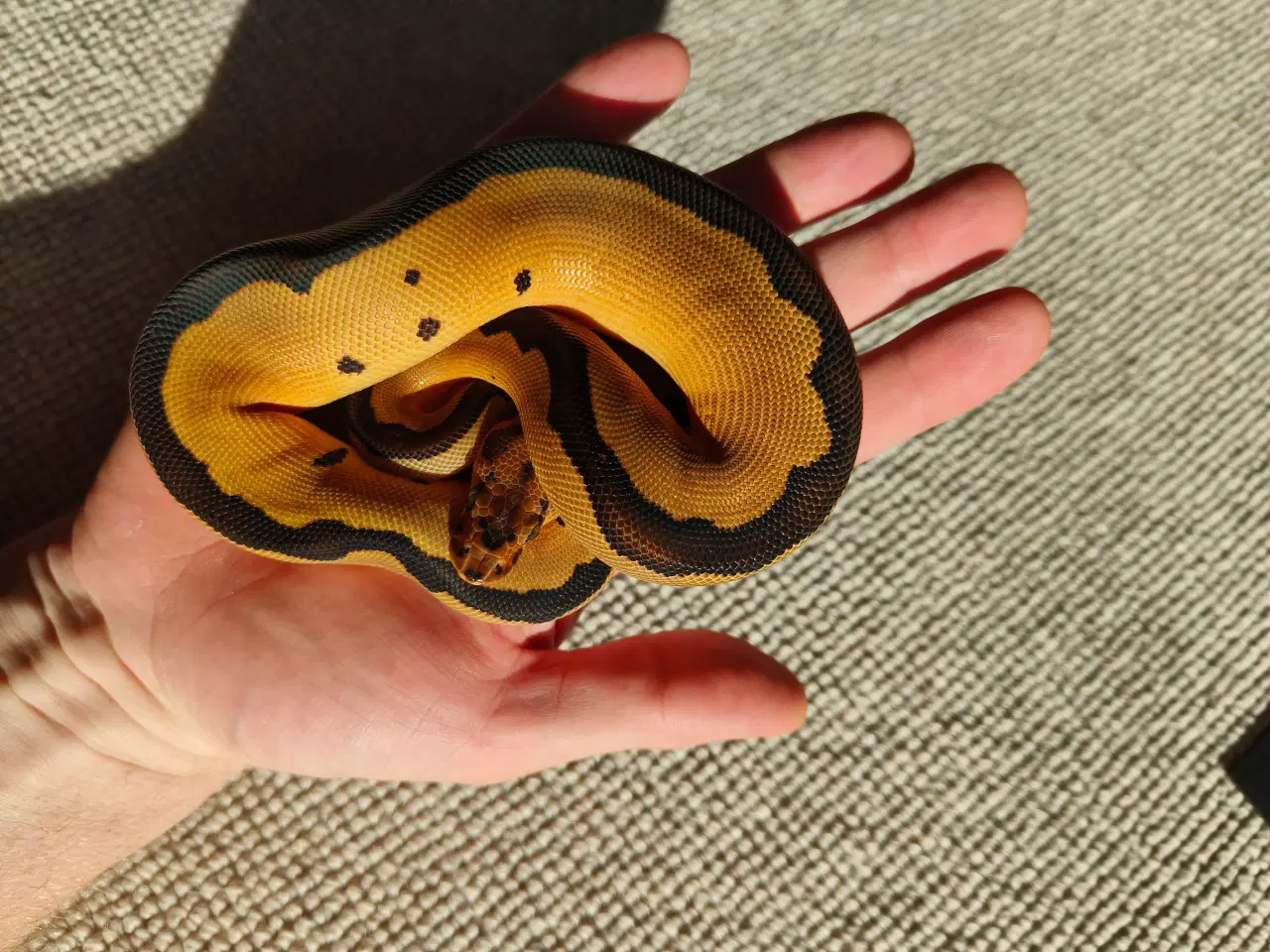 Billede 3 - Konge Python Clowns