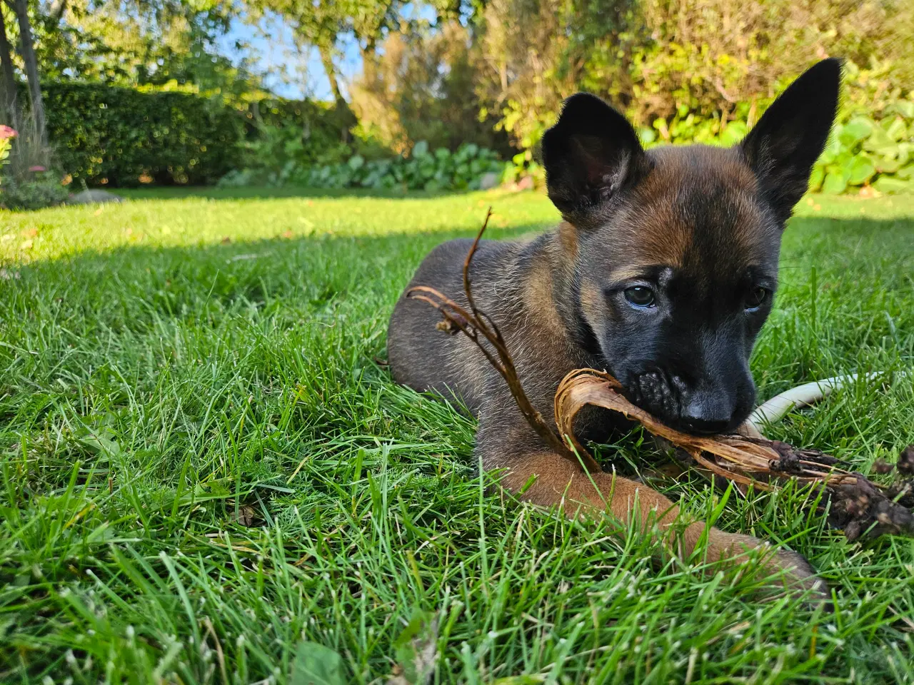 Billede 4 - Belgisk Malinois - Hvalpe - med stamtavle