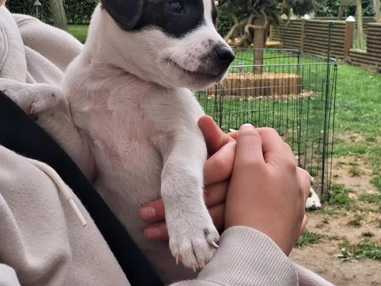 Billede 8 - Skønneste d/s gårdhund hvalp 