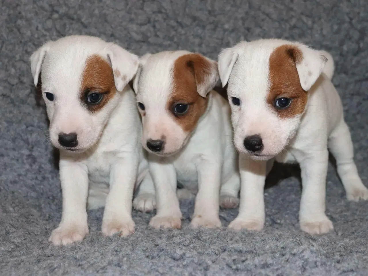 Billede 1 - Jack russell terrier hvalpe