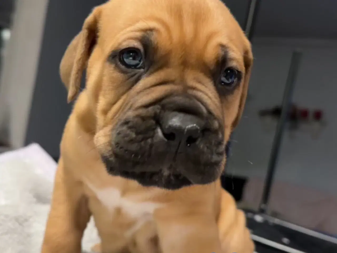 Billede 1 - Hvalp Cane Corso / Dogue De Bordeaux