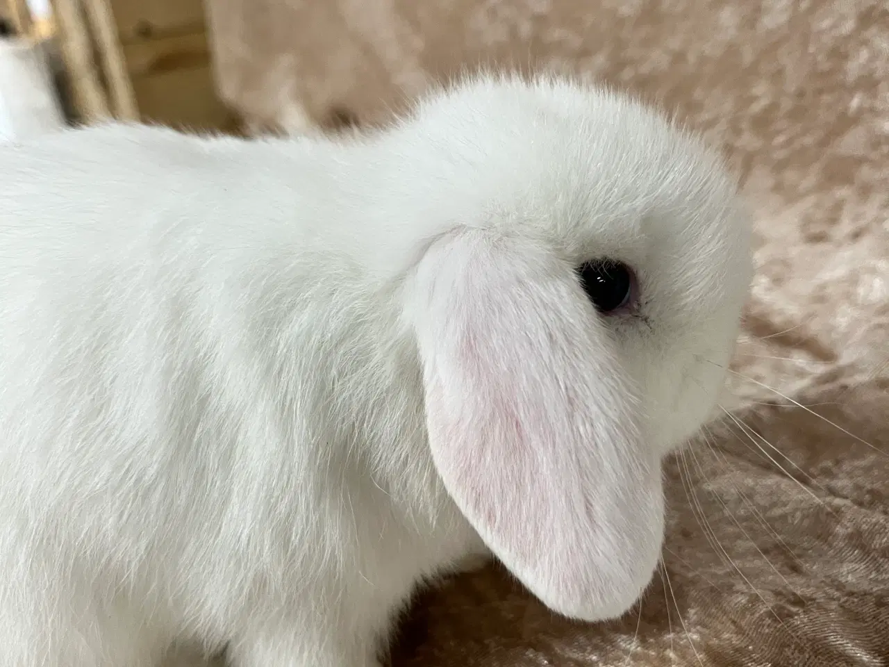 Billede 4 - Mini lop