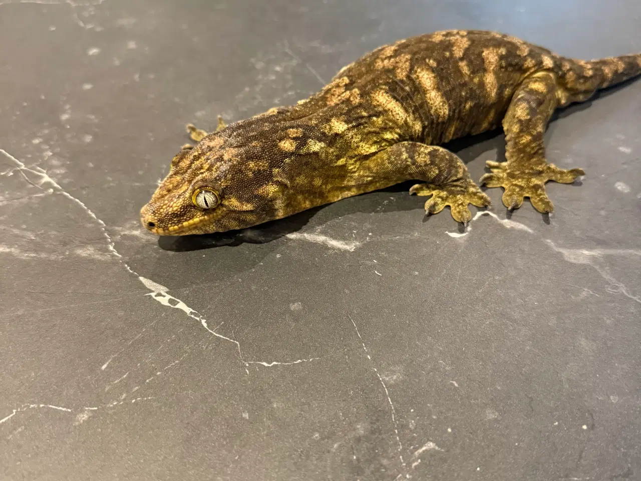 Billede 7 - Rhacodactylus leachianus (Nuu Ami-lokalitet) 0:1