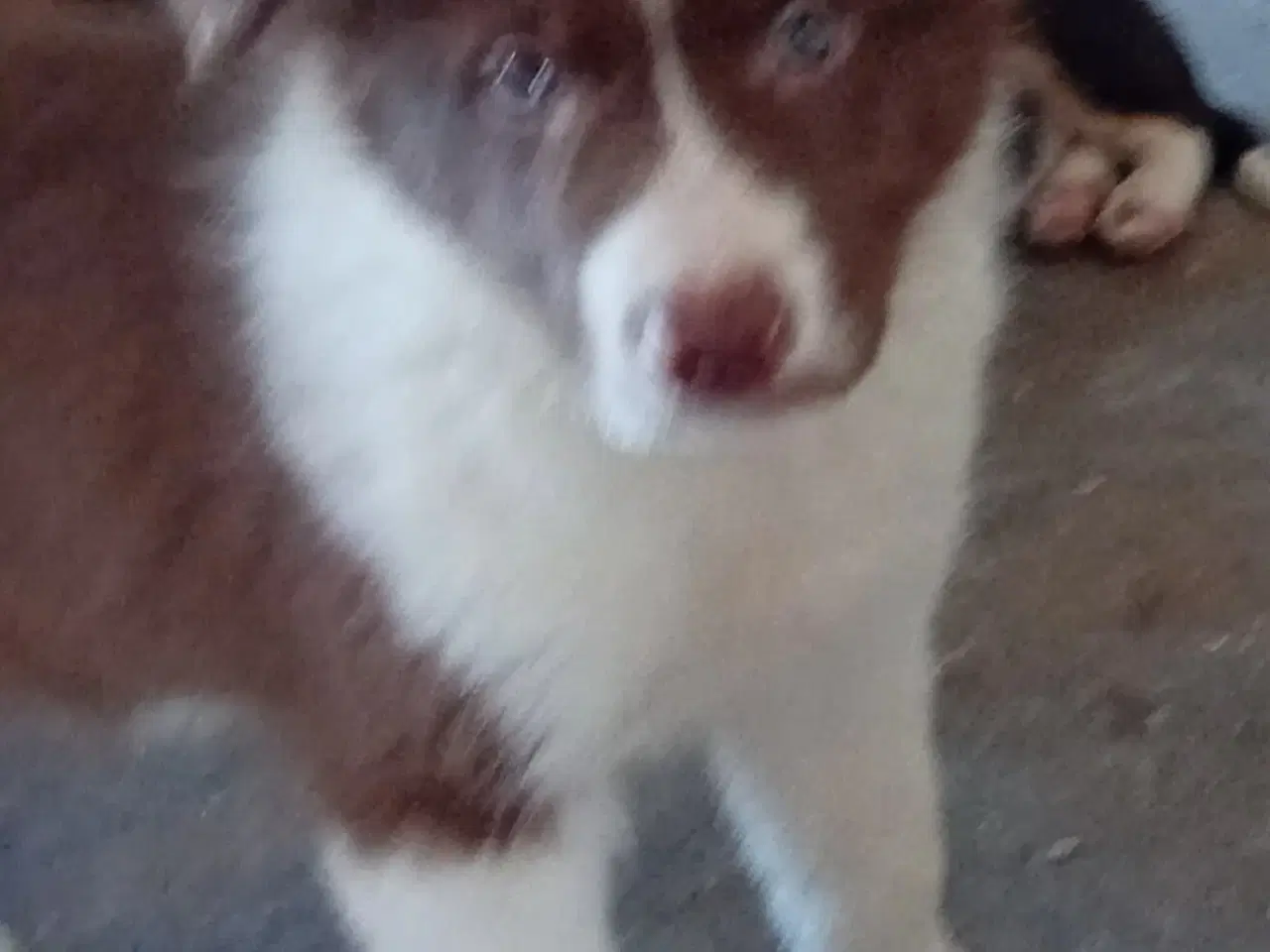 Billede 2 - Meget smukke Border Collie Hvalpe