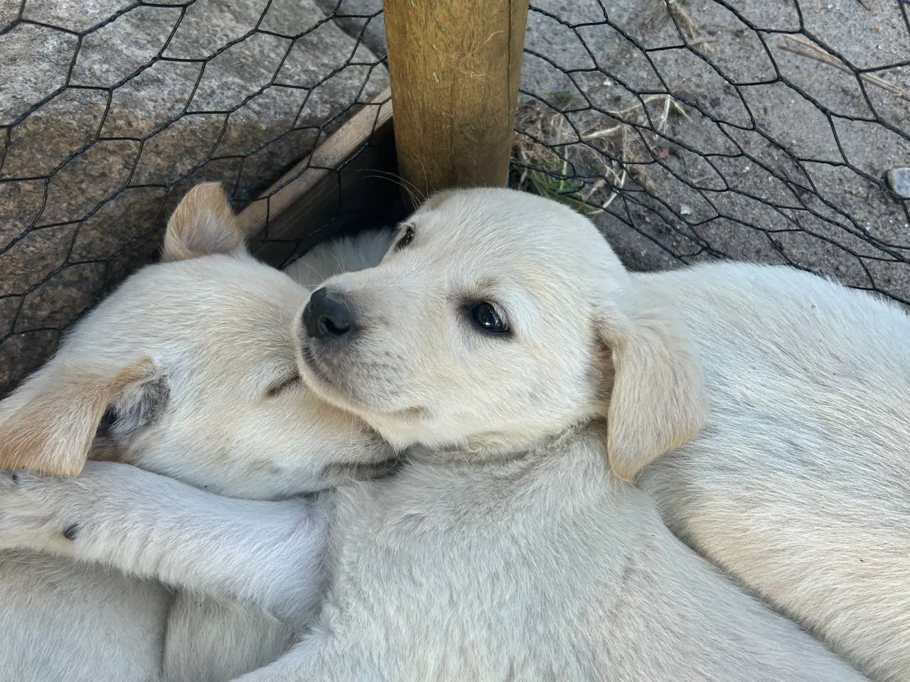 Billede 1 - Golden Retriever/Labrador hvalpe til salg