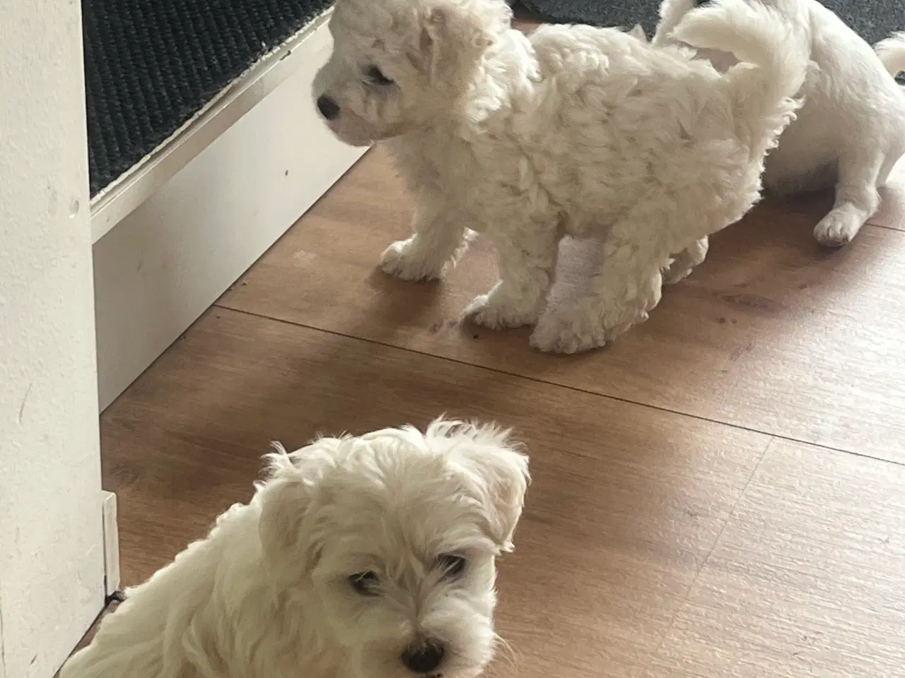 Billede 5 - Malteser/bichon hvalpe 