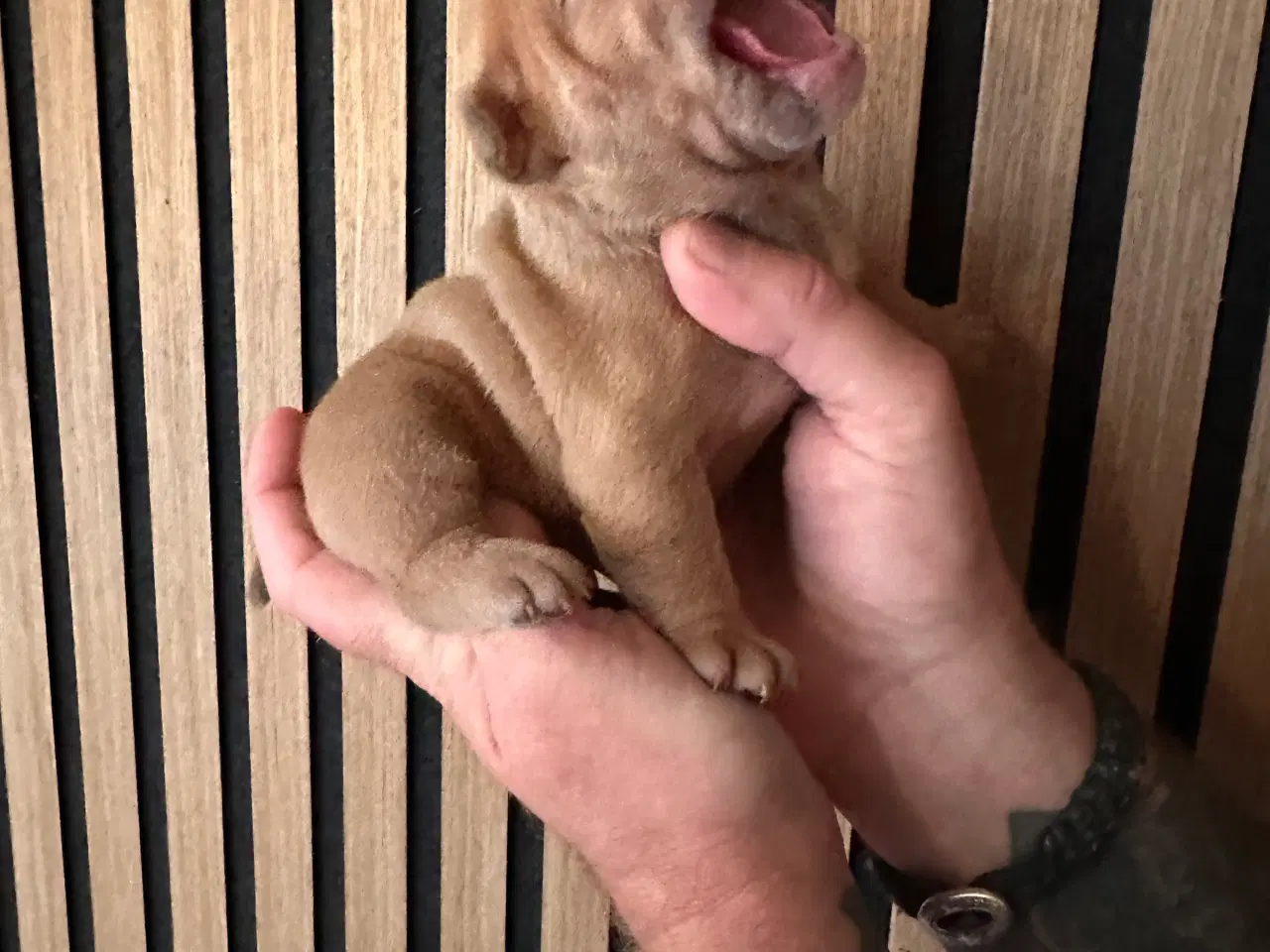 Billede 13 - English bulldog