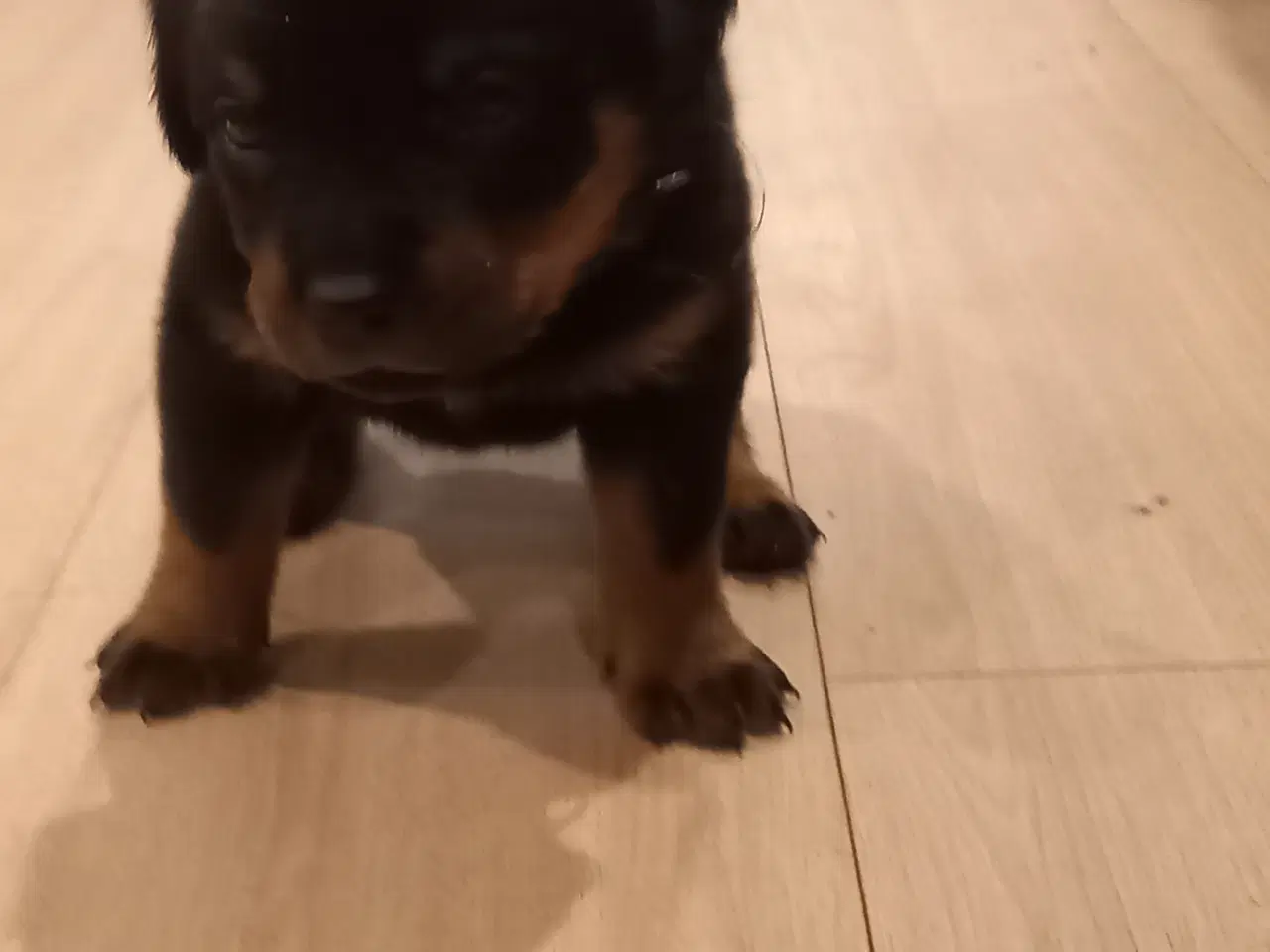 Billede 6 - Rottweiler hvalpe