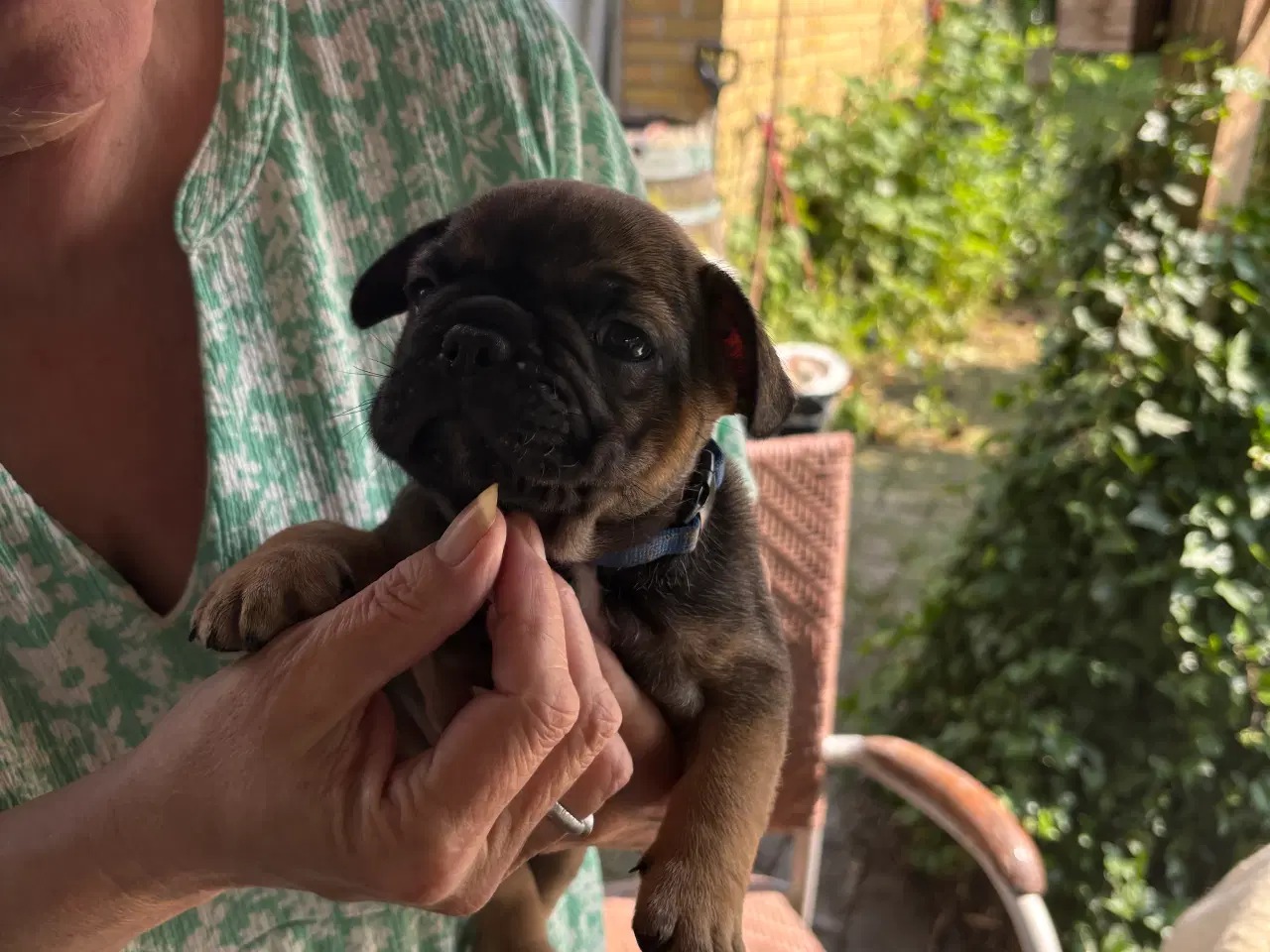 Billede 5 - Franske bulldog hvalpe
