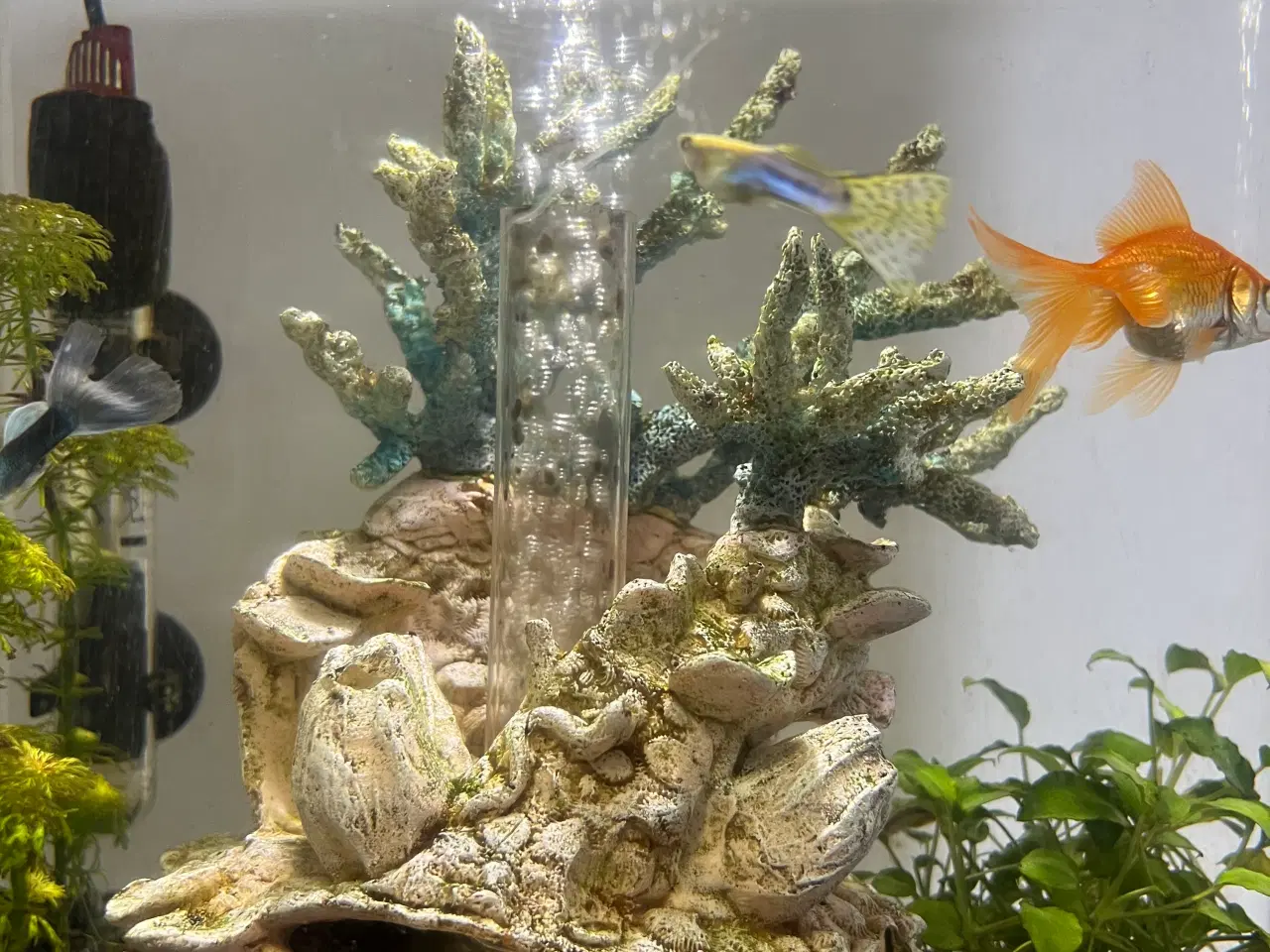 Billede 5 - Biorb akvarie (15 L)