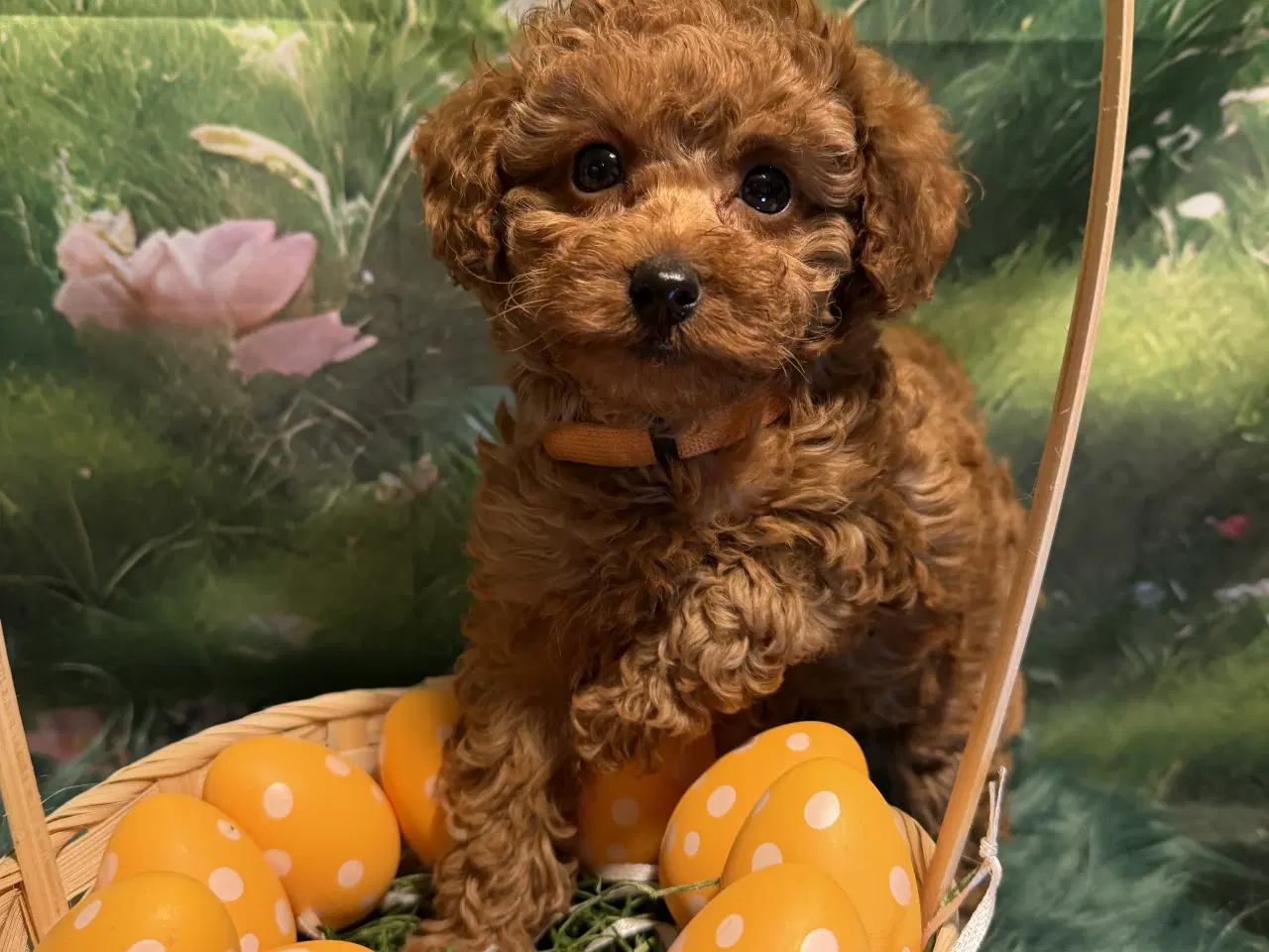 Billede 2 - 🐾maltipoo miniature 🐾