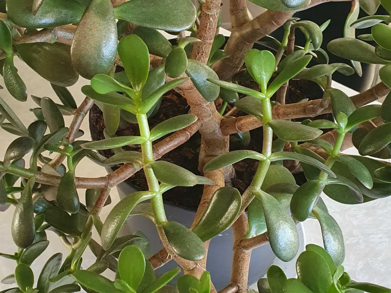 Billede 8 - Store grønne planter