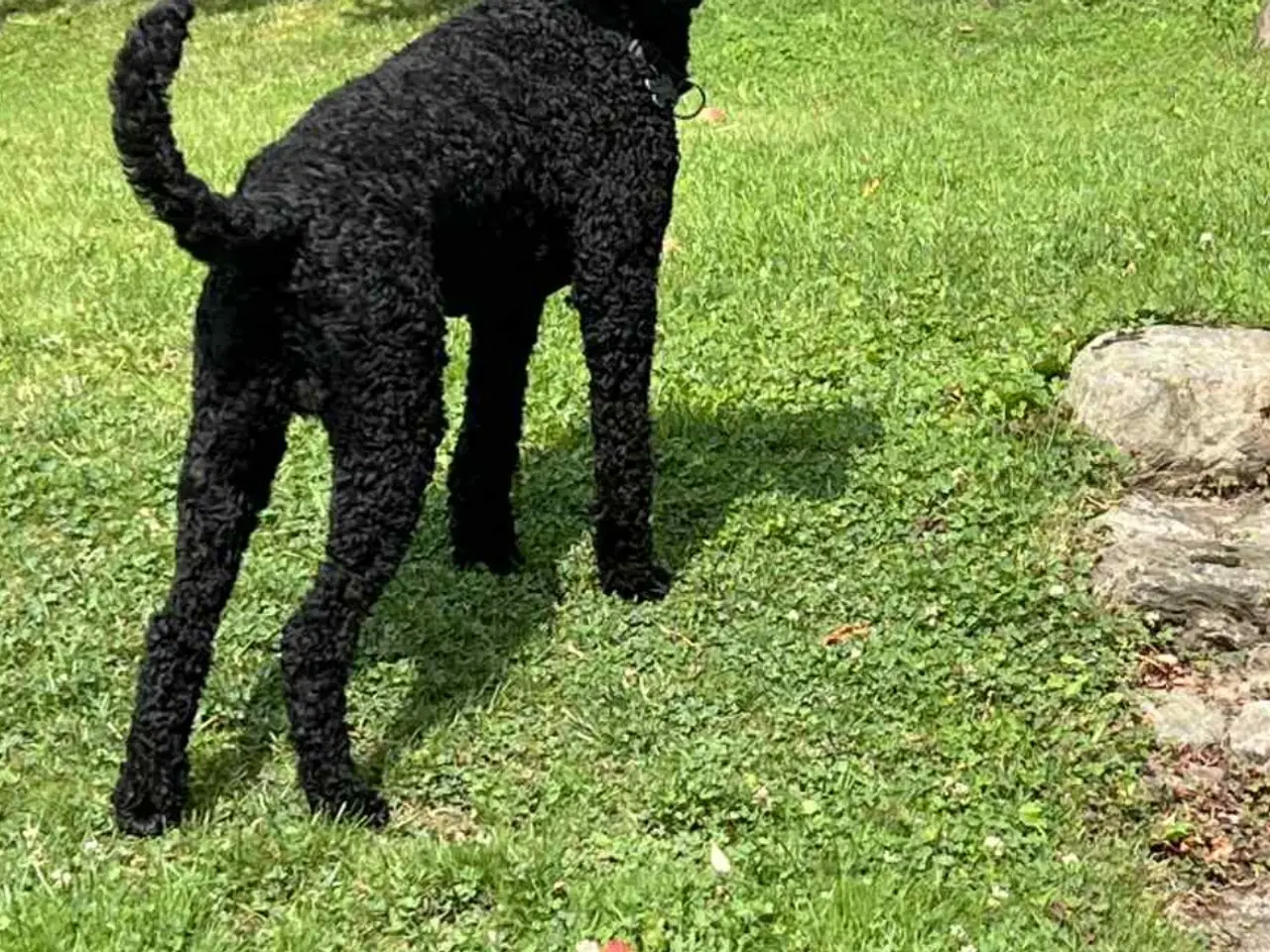 Billede 9 - Labradoodle-blandinger. 2 tæver tilbage ❤️🩷