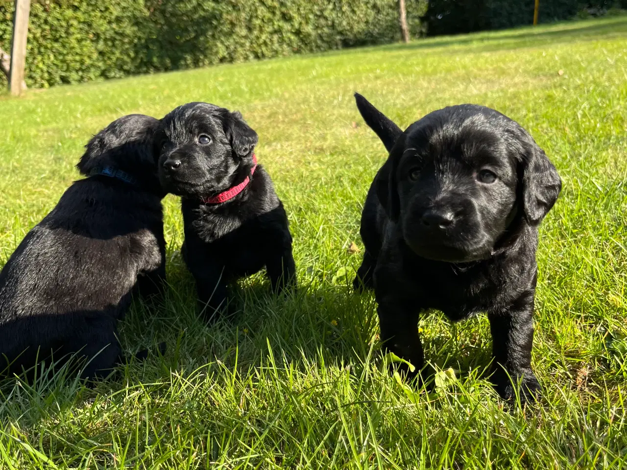 Billede 2 - Labradoodle hundehvalpe- salgsklar 22/9