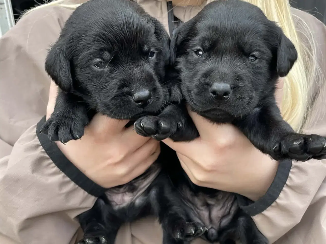 Billede 1 - Skønne labradorhvalpe sælges